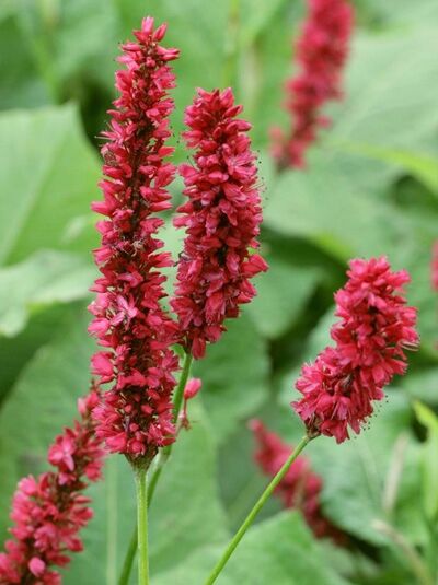 Kerzen-Knöterich Bistorta amplexicaulis 'Fat Domino ®' mit aufrechten, dunkelrosa Blütenkerzen und grünen Blättern