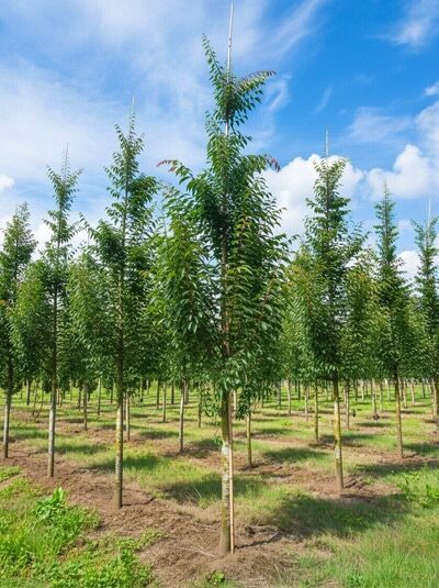 Japanische Zelkove 'Urban Ruby' / Zelkova serrata 'Urban Ruby'