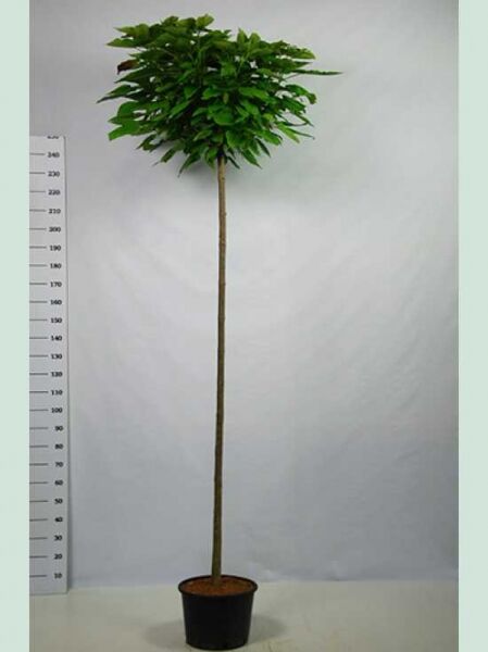 Catalpa bungei, Großkroniger Trompetenbaum Hochstamm 8-10 StU, im Container mit geradem Stamm und dichter Krone.