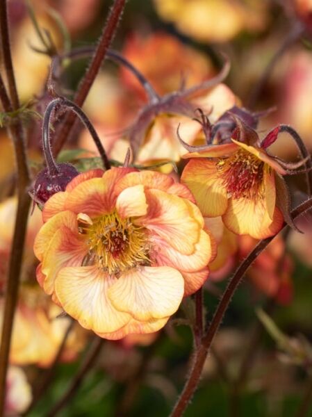 Geum chiloense Wet Kiss ®  /