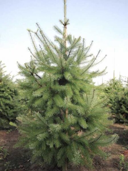 Pseudotsuga menziesii (Douglasie) 175-200 cm, mehrtriebiger Nadelbaum mit grünem, dichtem Nadelkleid und aufrechtem Wuchs