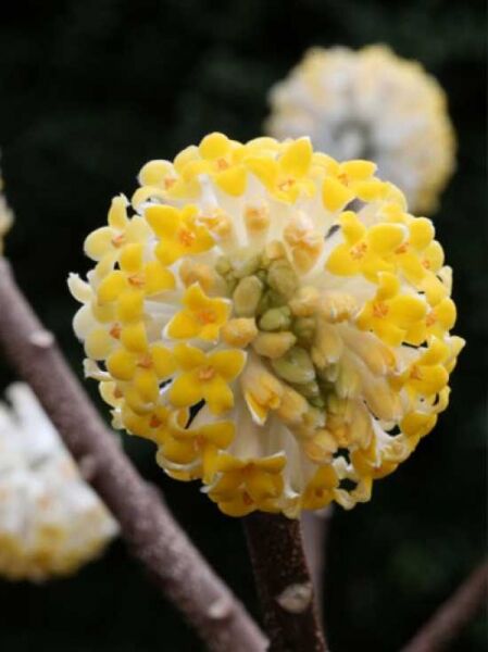 Japanischer Papierbusch 'Grandiflora' / Edgeworthia chrysantha 'Grandiflora'