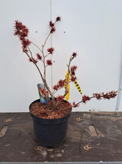 Zaubernuss 'Diane' / Zaubernuss 'Diane'