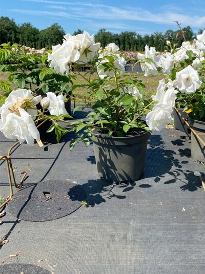 Rosa 'Schneewittchen' / Strauchrose 'Schneewittchen' A-Qualität C5 im Topf, weiß blühend, grünes Laub