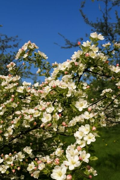 Kleinfruchtiger Zierapfel / Kleinfruchtiger Zierapfel