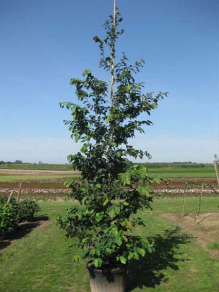 Eisenholzbaum / Parrotie / Parrotia persica