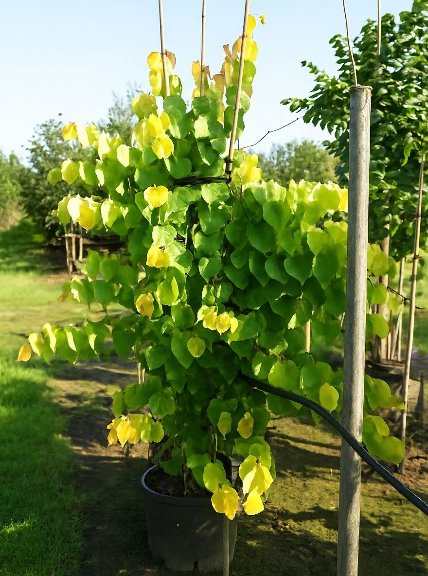 Kanadischer Judasbaum 'The Rising Sun' - Cercis canadensis 'The Rising ...