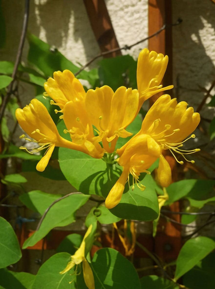 Gold-Geischlinge - Lonicera tellmanniana - Baumschule NewGarden