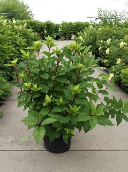 Rispenhortensie „Wim's Red“ (Hydrangea paniculata 'Wim's Red') 100-125 cm, C20, buschige Topfpflanze mit grünen Blättern