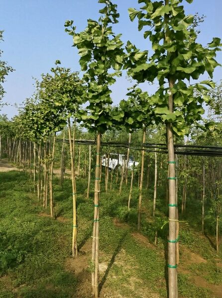 Ginkgo biloba (Ginkgobaum/Fächerblattbaum) Hochstamm 8–10 StU mit Ballen, aufgebundener Stamm mit fächerförmigen Blättern
