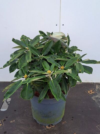 Rhododendron 'Arabella' (Rhododendron yakushimanum) 30-40 cm C5 im Topf, kompakter Strauch mit dunkelgrünen Blättern und Knospen