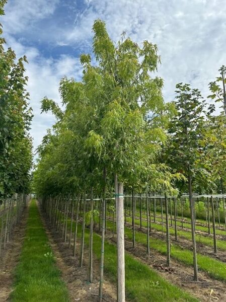 Geschlitzter Silber-Ahorn Acer saccharinum 'Laciniatum Wieri' Hochstamm mit schlanken Stamm und geschlitzten Blättern.