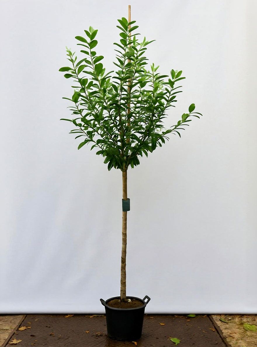 monstera deliciosa xxl kaufen Fensterblatt Monstera deliciosa kaufen | 140 cm