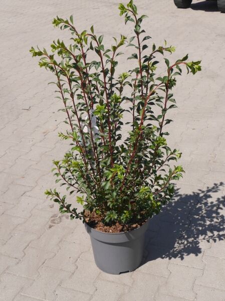 Glockige Prachtglocke (Enkianthus campanulatus) 'Red Bells' 60-80 cm C20, mehrtriebiger Strauch im Topf mit grünen Blättern