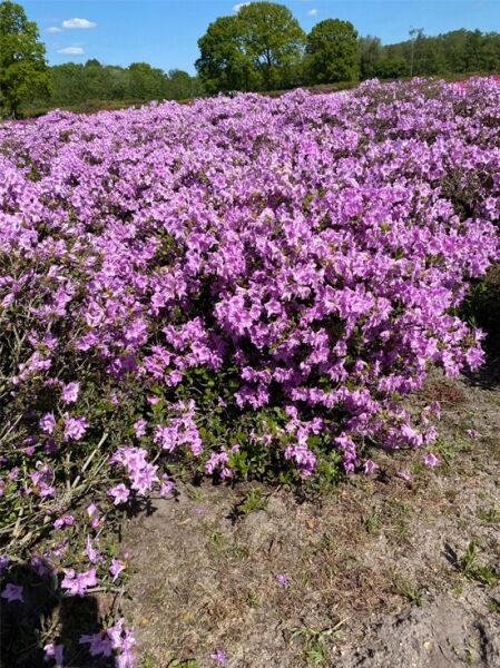 Japanische Azalee 'Ledikanense'  / Rhododendron obtusum 'Ledikanense' 