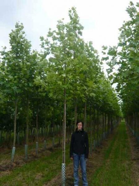 Platanus orientalis (Morgenländische Platane) Hochstamm 14-16 StU mit Drahtballen, Jungbäume in Baumschulreihe.