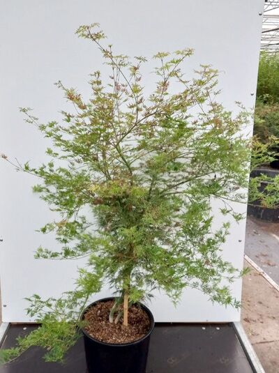 Acer palmatum 'Emerald Lace', Fächerahorn/Japanischer Ahorn im Container C20, 125–150 cm, mit fein geschlitztem Laub.