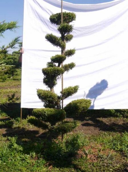 Garten-Bonsai Wacholder (Juniperus media 'Hetzii'), Formschnitt mit etagenförmigen Polstern, H: 190 cm, B: 100 cm.