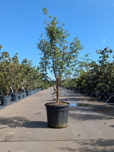 Zimt-Ahorn - Acer griseum