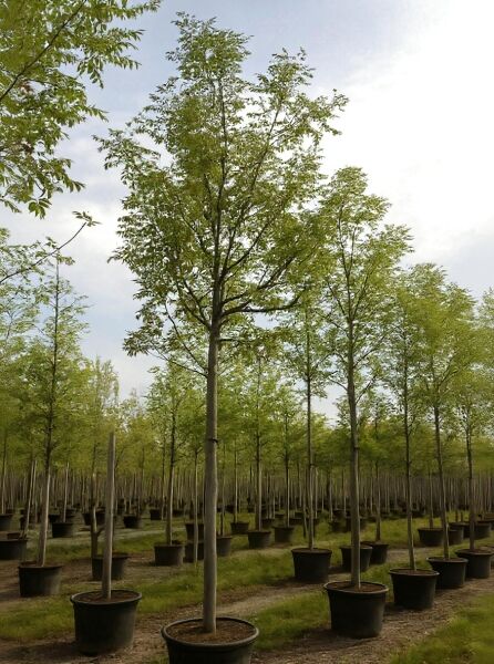 Koelreuteria paniculata (Blasenesche) Hochstamm 18-20 StU im Container, junger Baum mit aufrechtem Stamm und Krone.