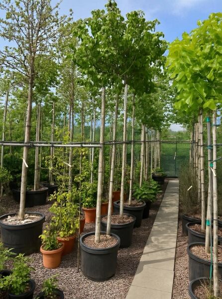 Chinesischer Blumen-Hartriegel Cornus kousa var. chinensis 'China Girl' als Hochstamm im Topf, gestützter Stamm, grünes Laub.