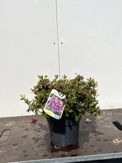 Zwergrhododendron 'Moerheim' / Zwergrhododendron 'Moerheim'