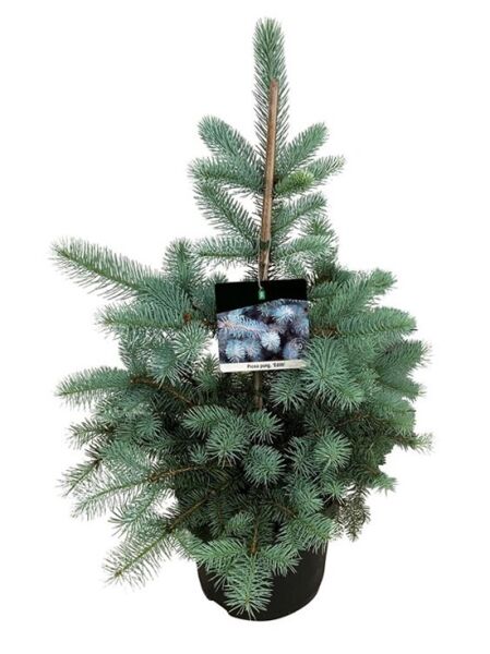 Blau-Fichte / Stech-Fichte 'Eidth' / Picea pungens 'Edith'