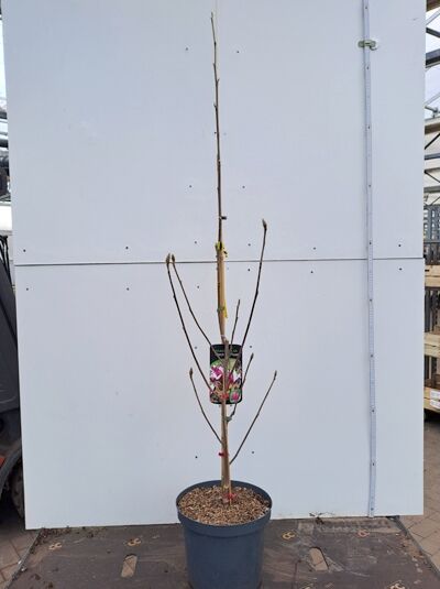 Magnolia 'March Till Frost' / Magnolie 'March Till Frost' 40-60 cm C4, junger Strauch im Topf mit aufrechten Trieben und Knospen