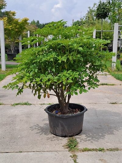 Trochodendron aralioides (Radbaum) mehrstämmig 100-125 cm im Container, kompakter Strauch mit grünem Laub