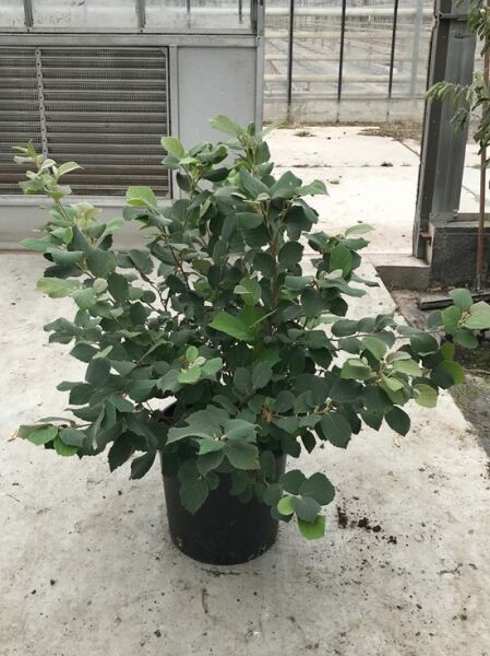 Großer Federbuschstrauch (Fothergilla major / Fothergilla monticola) 60-80 cm C15, buschige Pflanze im schwarzem Topf mit grünem Laub