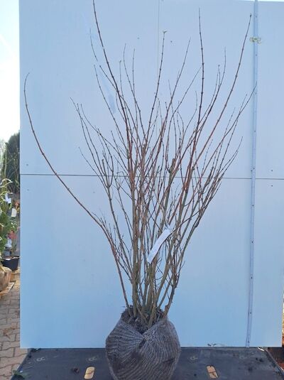 Hoher Maiblumenstrauch / Hoher Sternenstrauch / Hoher Maiblumenstrauch / Hoher Sternenstrauch