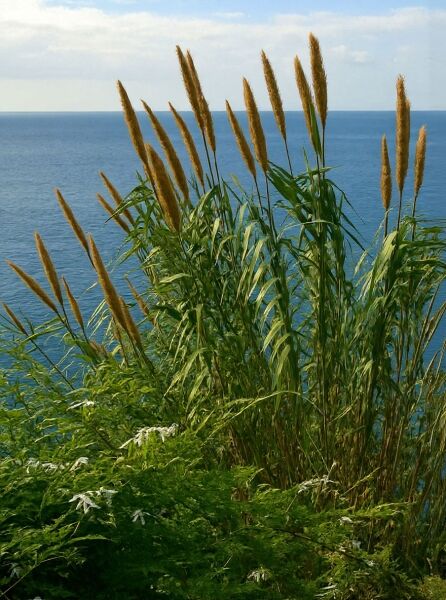 Arundo donax (Pfahlrohr) mit hohen, grünen Halmen und braunen, aufrechten Blütenrispen im Bestand.