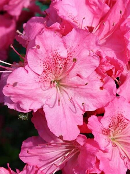 Rhododendron obtusum 'Kirstin' / Japanische Azalee 'Kirstin'