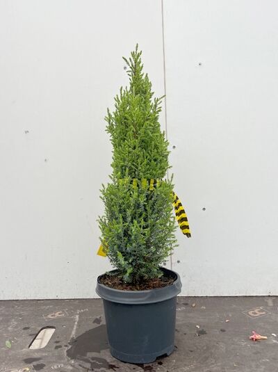 Säulen-Wacholder 'Sentinel' - Juniperus communis 'Sentinel'