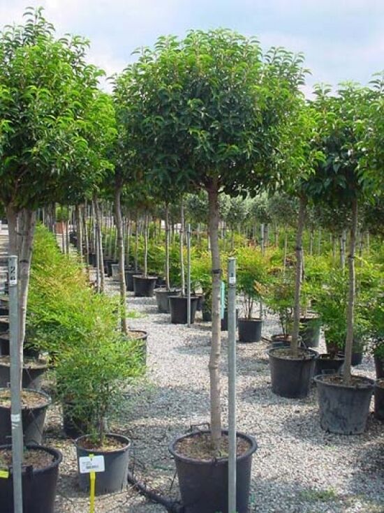 Portugiesischer Kirschlorbeer 'Angustifolia' 'Hochstamm'