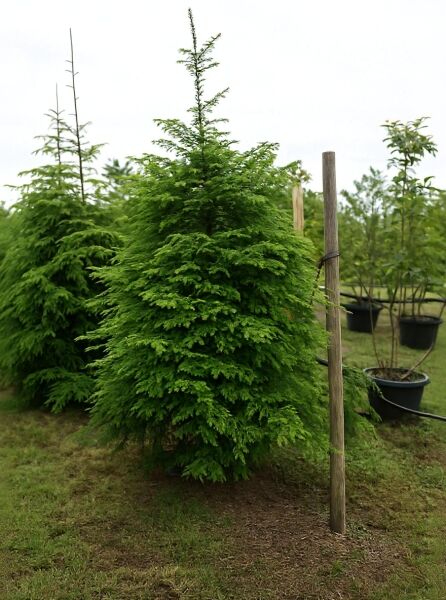 Tsuga canadensis (Kanadische Hemlocktanne) 200-250 cm C110, immergrüner Nadelbaum mit dichtem, kegelförmigem Wuchs im Container