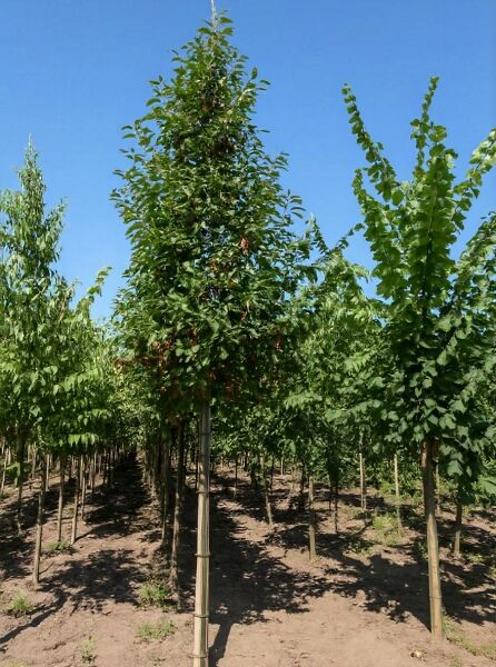 Malus 'Red Obelisk' / Zierapfel 'Red Obelisk' Hochstamm 20-25 StU mit durchgehendem Stamm und schmaler, aufrechter Krone.