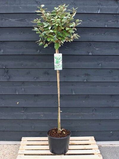 Wintergrüne Ölweide (Elaeagnus ebbingei) „Kugel auf Stamm“, Hochstamm im Topf, 120 cm Stamm, C12.