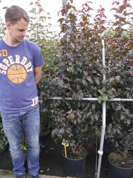 Zierapfel 'Scarlet'  / Zierapfel 'Scarlet'