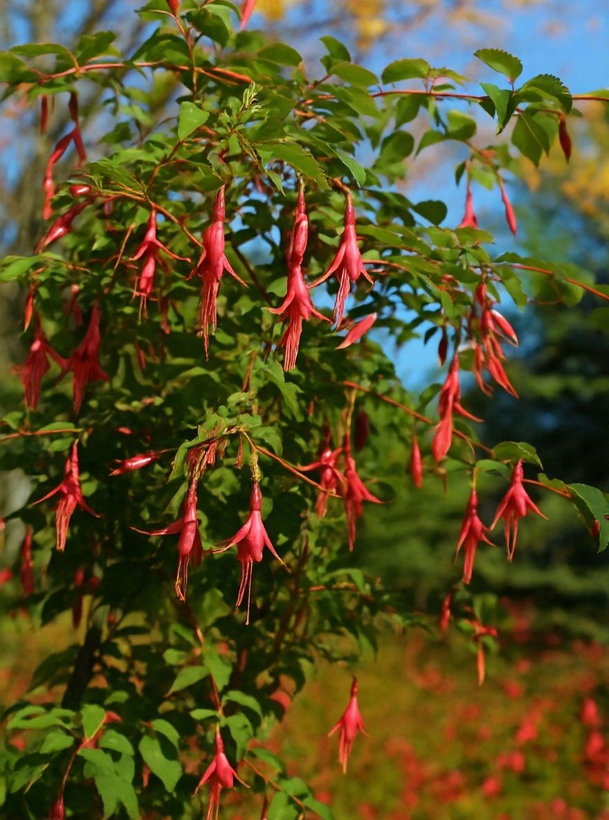 Fuchsie 'Mrs. Popple' - Fuchsia 'Mrs. Popple' - Baumschule NewGarden