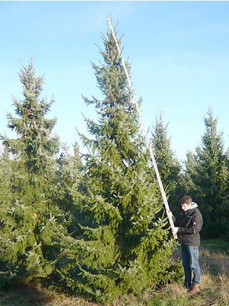 Picea omorika (Serbische Fichte) 550-600 cm m. Db., hoher Nadelbaum mit schlankem Wuchs und dichtem Astwerk.