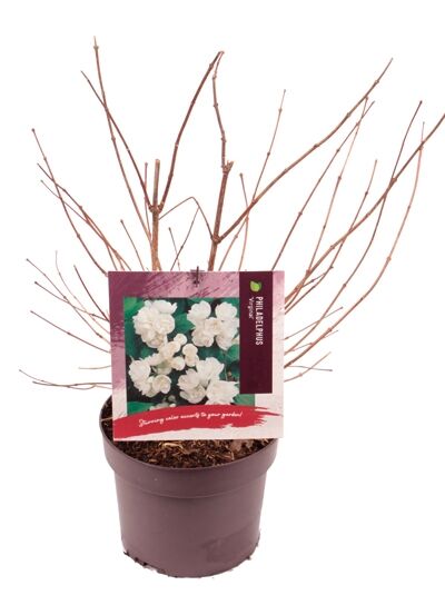 Großblütiger Pfeifenstrauch 'Virginal' / Philadelphus 'Virginal'