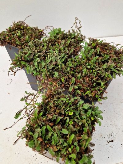Leptinella potentillina (Feines Fiederpolster) P9, flacher, teppichbildender Bodendecker mit fein gefiederten grünen Blättern im Topf