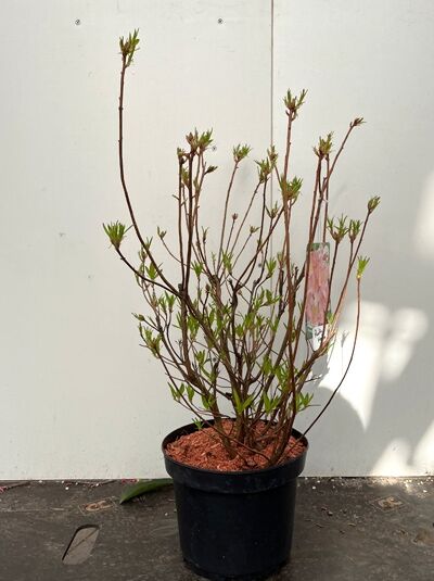 Azalea viscosa 'Juniduft' / Laubabwerfende Azalee 'Juniduft', 40–50 cm, C5, Strauch im Topf mit frischem Austrieb