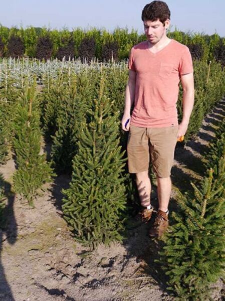 Picea abies 'Columnaris' / Säulen-Fichte 100-125 cm m. B., Solitär, schlanke aufrechte Fichte im Feldbestand