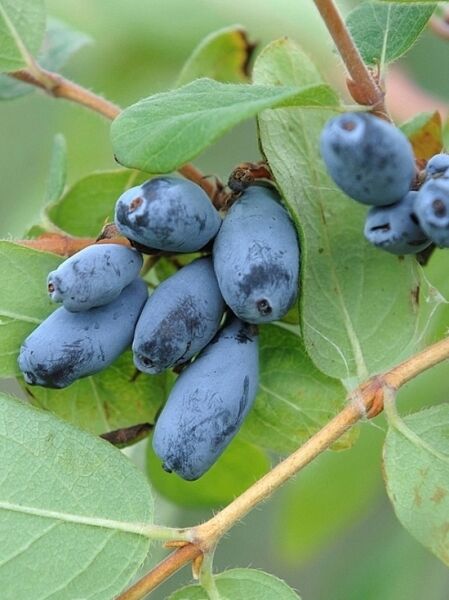 Kamtschatka-Heckenkirsche &#039;Leningradsky Velikan&#039; / Lonicera caerulea kamtschatica &#039;Leningradsky Velikan&#039;