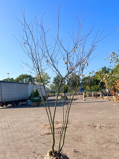 Kupfer-Felsenbirne 200 - 250 cm Schirmform / Amelanchier lamarckii (1577364)
