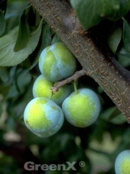 Pflaume 'Reine Claude Verte' / Große Grüne Reneklode / Prunus domestica 'Reine Claude Verte'