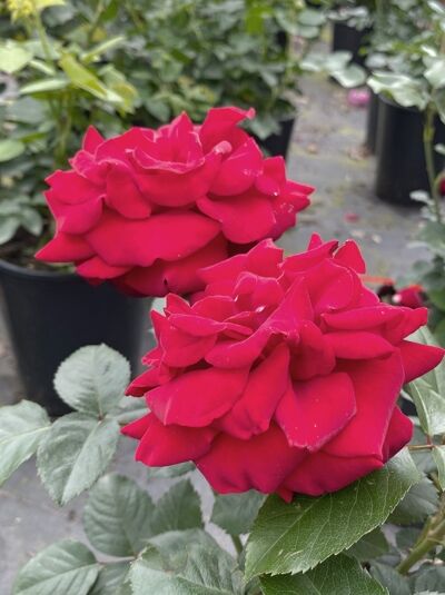 Rosa 'Lübecker Rotspon ®' / Beetrose 'Lübecker Rotspon ®' mit roten, dicht gefüllten Blüten und grünem Laub