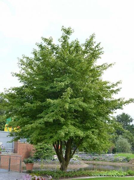 Zoeschener Ahorn 'Annae' / Acer zoeschense 'Annae'